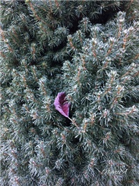 3209258d-20161218 VV picea.jpg